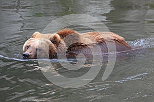 Swimming kamchatka brown bear