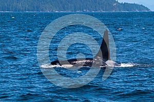 Swimming killer whale in Broughton Archipelago Marine Provincial Park