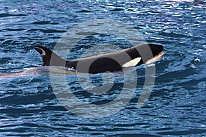 A swimming Killer Whale (Orca Orcinus)