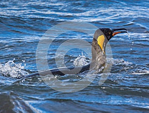 Swimming king penguin in breeding plummage