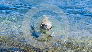 swimming Labrador animal pet face expression emotional portrait in summer time vacation activity in sea water