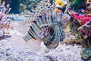 Swimming lionfish a dangerous and venomous tropcial fish from the exotic ocean photo