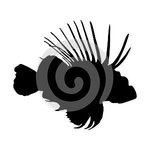 Swimming Lionfish Pterois Volitans On a Side View Silhouette Found In Map Of Western and Central Pacific Ocean.