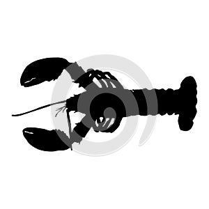 Swimming Lobster Nephropidae On a Side View Silhouette Found In Map Of Northern Atlantic Ocean.