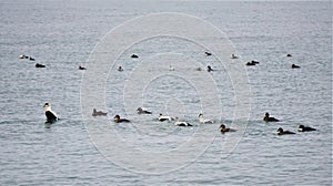 Swimming male eiderducks in winter