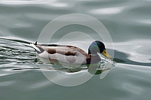 Swimming male wild duck with beautiful colours