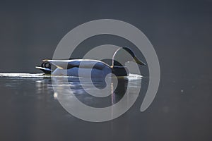 Swimming mallard dabling duck, Anas platyrhynchos, portrait