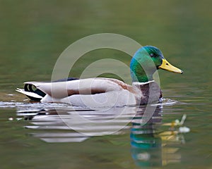 Swimming Mallard Duck