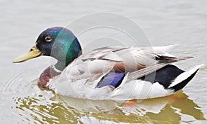 Swimming Mallard duck in a lake