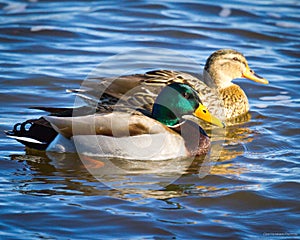 Swimming Mallard Pair