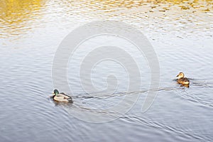 Swimming mallards