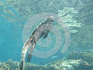 Swimming marine iguana, galapagos