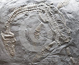 Swimming marine reptile from the Early Jurassic