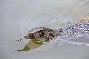 Swimming monitor lizard