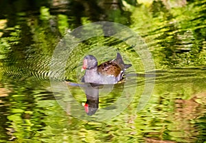 Swimming Moorhen