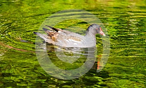 Swimming Moorhen