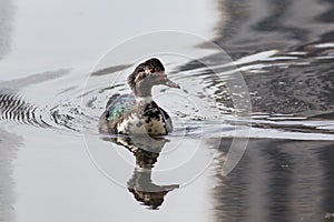 Swimming Muscovy duck with reflection in the water