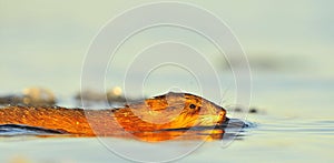 Swimming Muskrat