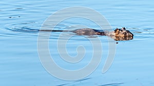 Swimming Muskrat