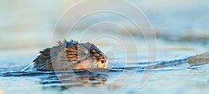 Swimming Muskrat ( Ondatra zibethica )