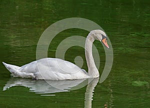Swimming Mute swan (Cygnus olor)