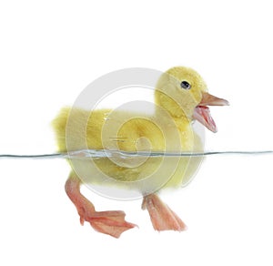 Swimming nestling of duck