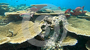 Swimming next to a table coral reef in Maldives. Large coral colony.