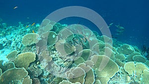 Swimming next to a table coral reef in Maldives. Large coral colony.