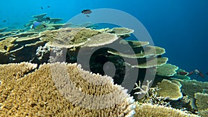 Swimming next to a table coral reef in Maldives. Large coral colony.