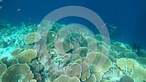 Swimming next to a table coral reef in Maldives. Large coral colony.