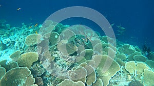 Swimming next to a table coral reef in Maldives. Large coral colony.