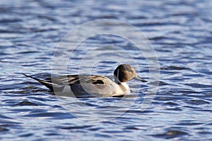 Swimming Northern Pintail