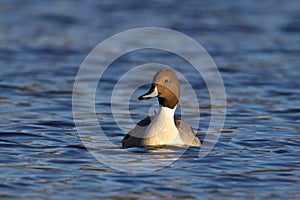 Swimming Northern Pintail Duck