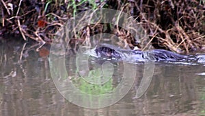 Swimming nutria at river shore searching for food in cold winter as invasive species