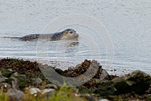 Swimming ocean seal