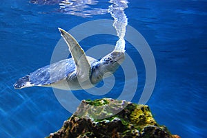 Swimming ocean turtle photo