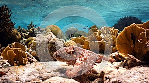 Swimming octopus