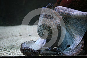 Swimming octopus photo