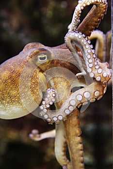 Swimming Octopus with Tentacles curling
