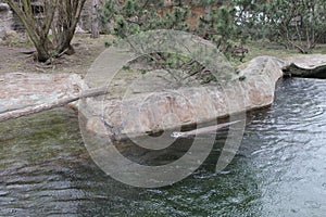 Swimming otter in the lake