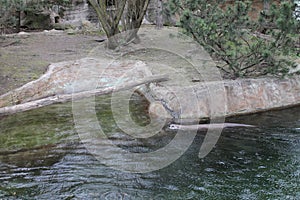 Swimming otter in the lake