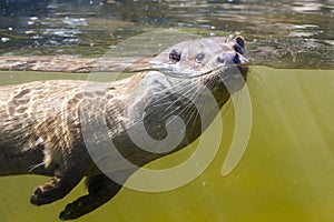 Swimming otter (Lutra lutra) photo