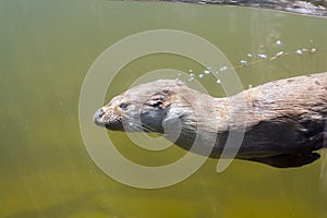 Swimming otter (Lutra lutra) photo