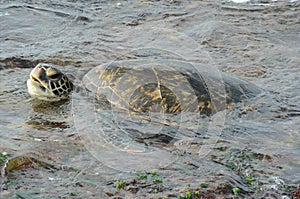 Swimming Pacific Green Sea Turtle