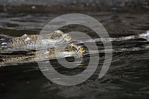 Pair of Swimming Gharials Swimming in the River