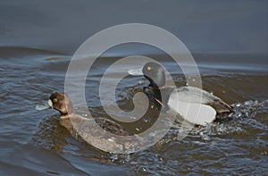 Swimming Pair Of Greater Scaup