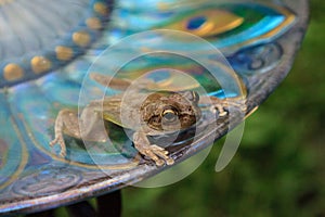 Swimming in a peacock purple bird bath is a Pinewoods treefrog