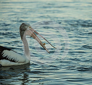Swimming pelican at sunset eating food