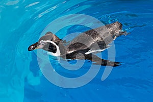 Swimming penguin