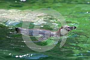 Swimming Penguin